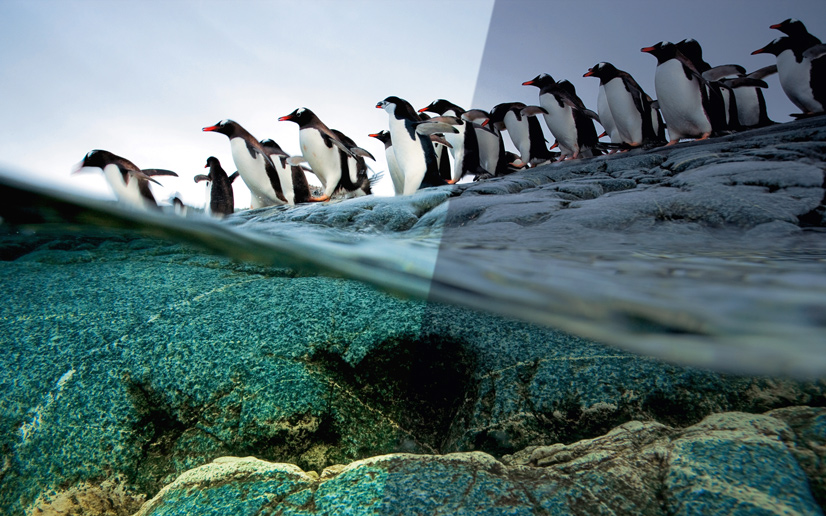 skillsfarm-corso-photoshop-edit-fotografico-prima-e-dopo-pinguini